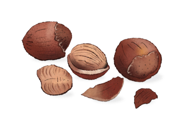 Illustration Nüsse